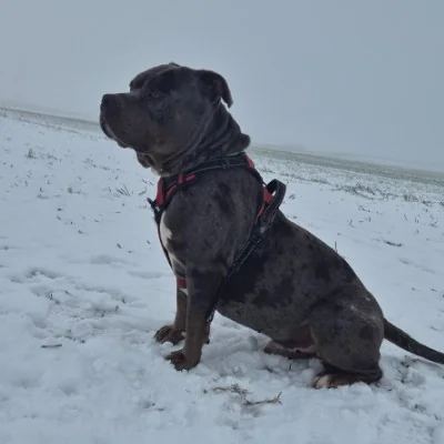 Démons, American Bully