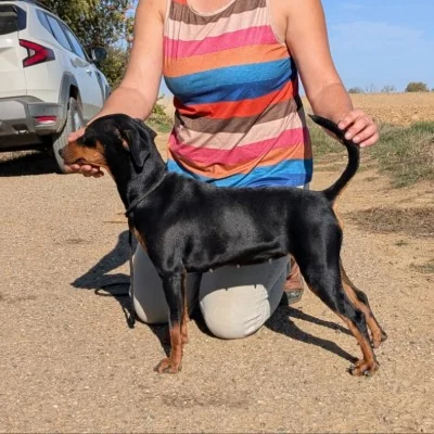 Abracaddabbra la Vedette des Fringants Complices - Pinscher