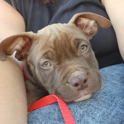 Pao - American Bully