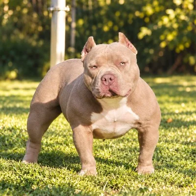Spirit Of Freedom Héra, American Bully