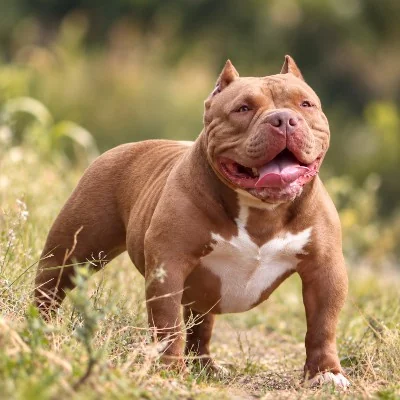Spirit Of Freedom Calista, American Bully