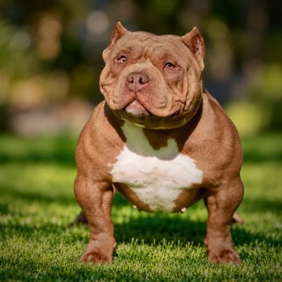 Spirit Of Freedom Medellin, American Bully
