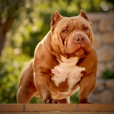 Spirit Of Freedom Django, American Bully