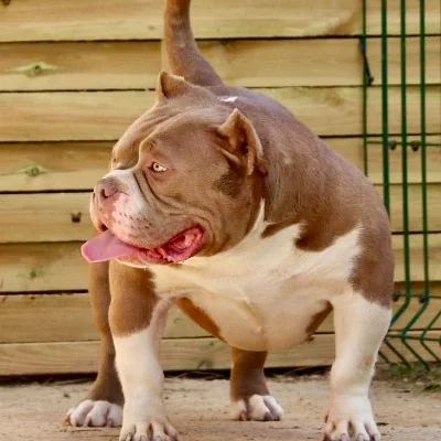 TBB Dakota, American Bully