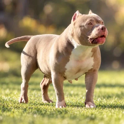 Spirit Of Freedom Lady Di, American Bully