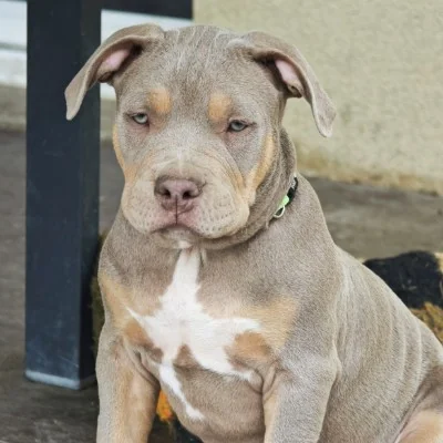 BSKC Family Wade - American Bully