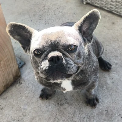 Aria - Bouledogue français FBKC