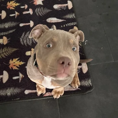Jamaica  - American Bully