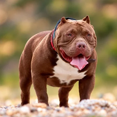 Spirit Of Freedom Danakil, American Bully