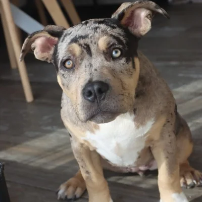 Phoenix Bully's Kennel Black Pearl