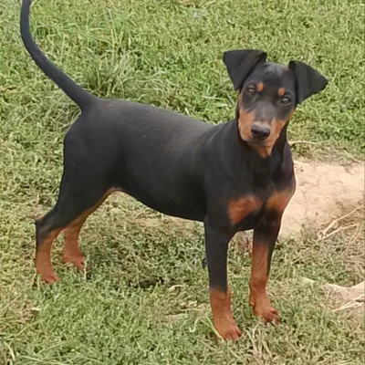 Bugsy des Fringants Complices - Pinscher