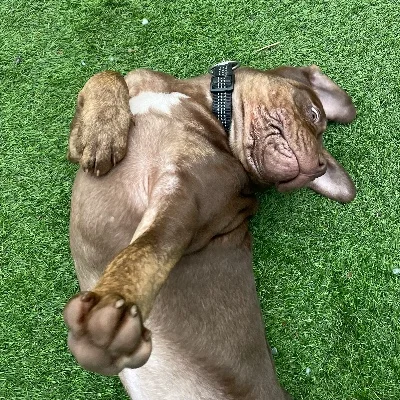 CBF Akira - American Bully