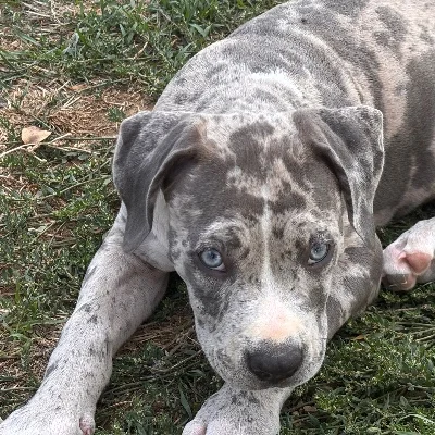 Élevage des Terres de Baïla Bahia - American Bully