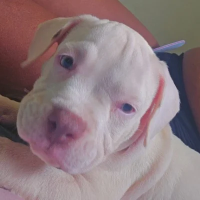 Shatta Bully Luna - American Bully