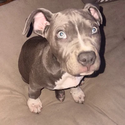 Élevage des Terres de Baïla Bagheera - American Bully
