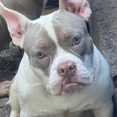 Team Bully Ayvie  - American Bully