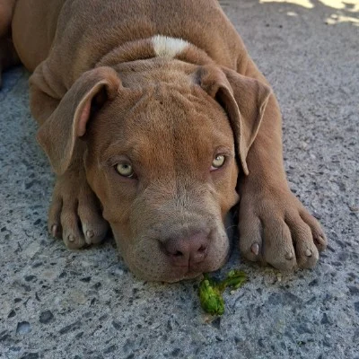 MKB DM Bully Kennel Frejya - American Bully FBKC