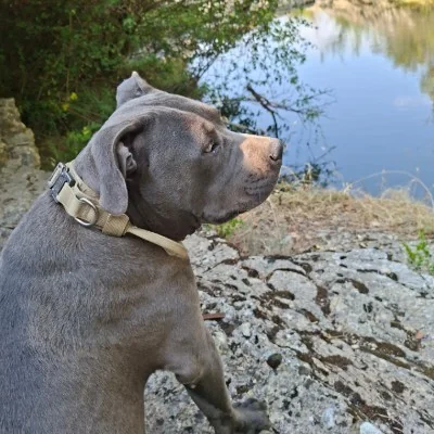 Koba LMI - American Bully FBKC