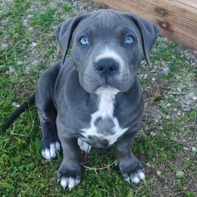 Élevage des Terres de Baïla Blue - American Bully FBKC
