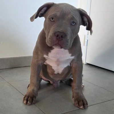 Marley McQueen du domaine des Loulou de la Lune d’Or - American Bully