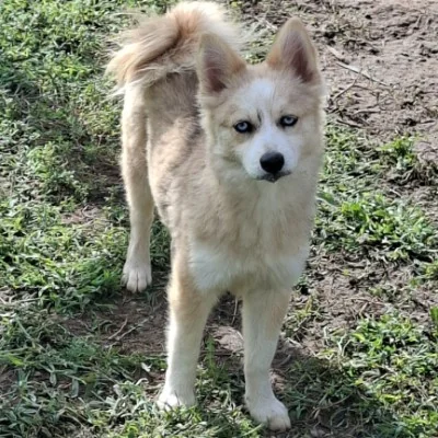 Bohème  - Pomsky