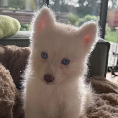 Elevage Familial Pet Chou Breizh Balto - Pomsky