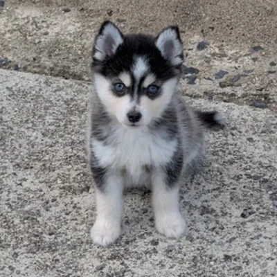 Elevage Familial Pet Chou Breizh Biscotte  - Pomsky