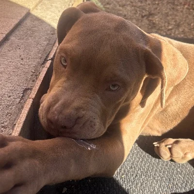 Tyson - American Bully