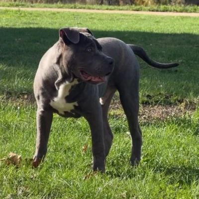 Django - American Bully