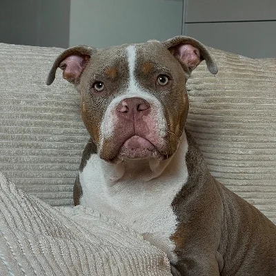 Noemie Bully Line Arès - American Bully