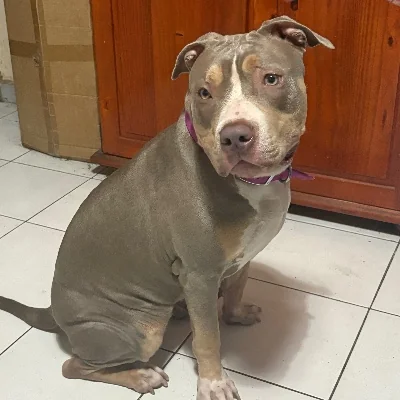 Gaya  - American Bully