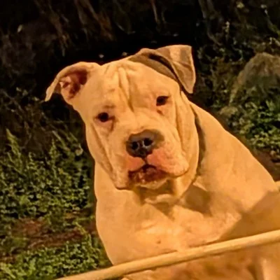 The Macaw Family Kennel Belle - American Bully