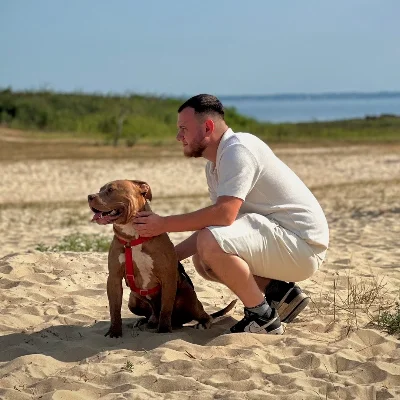 Canihorse Dju - American Bully