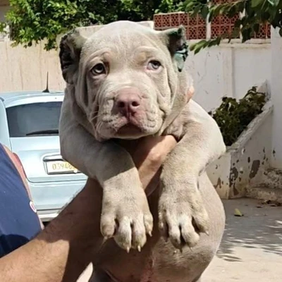 ABDZ Boyka - American Bully