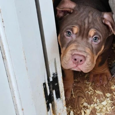 ABDZ Orka - American Bully