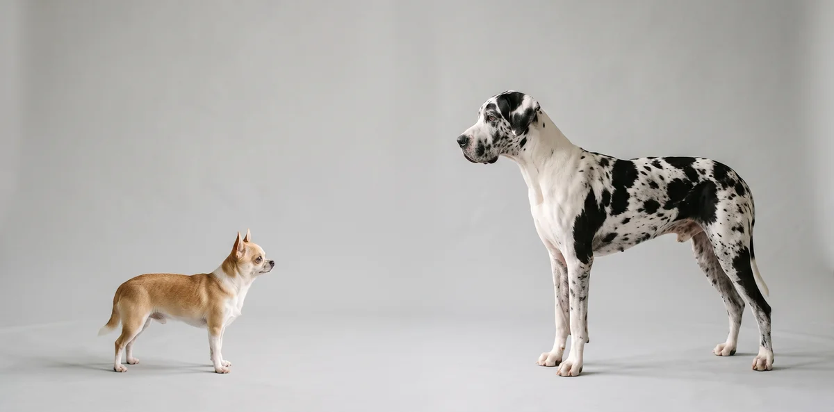 Chihuahua et Dogue Allemand côte à côte illustrant l'écart de longévité selon la taille du chien