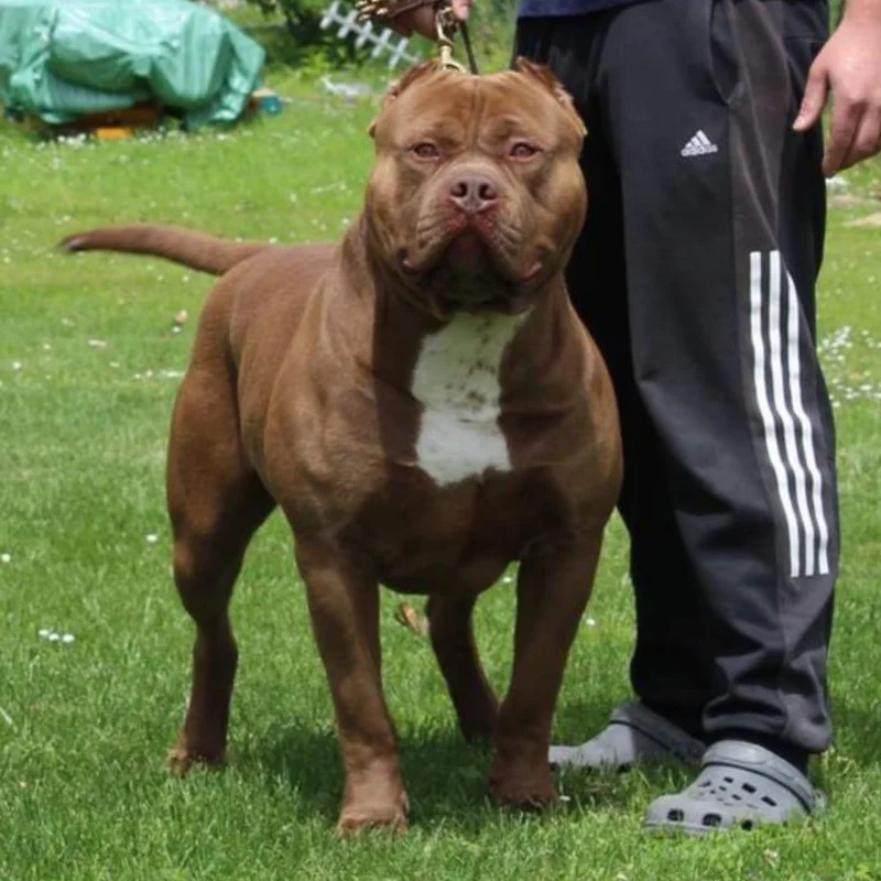 OlympeBullyLine Thor