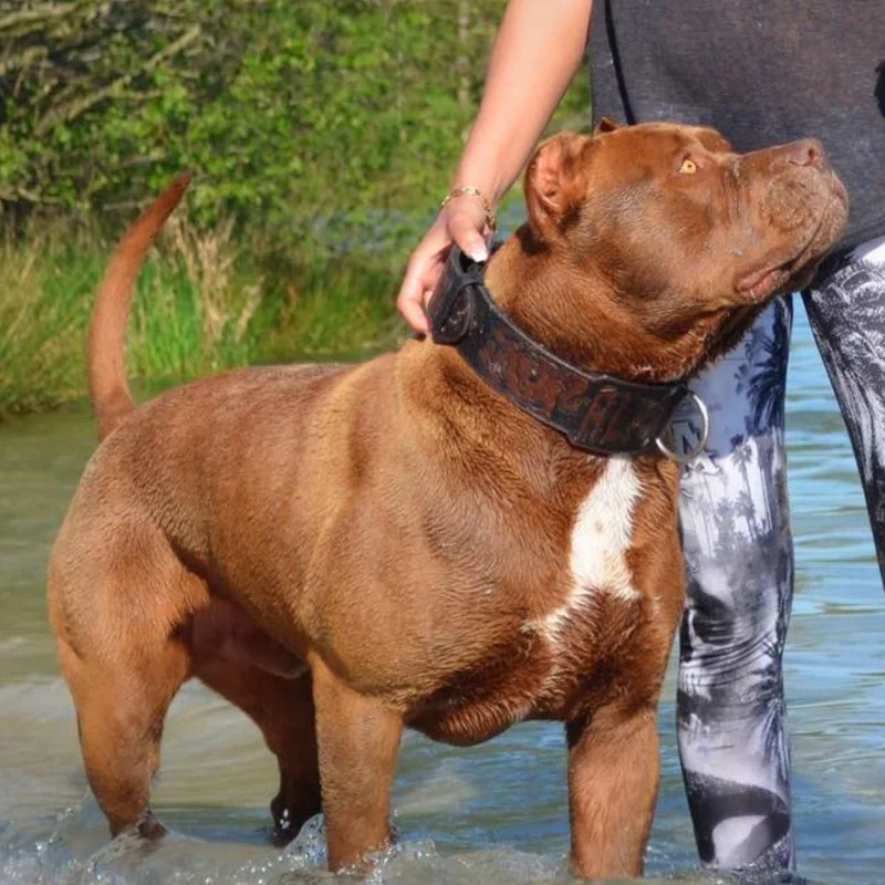 Alphadog's Iron Man