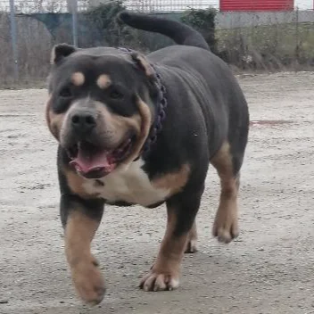 Asian Bully's Dakar
