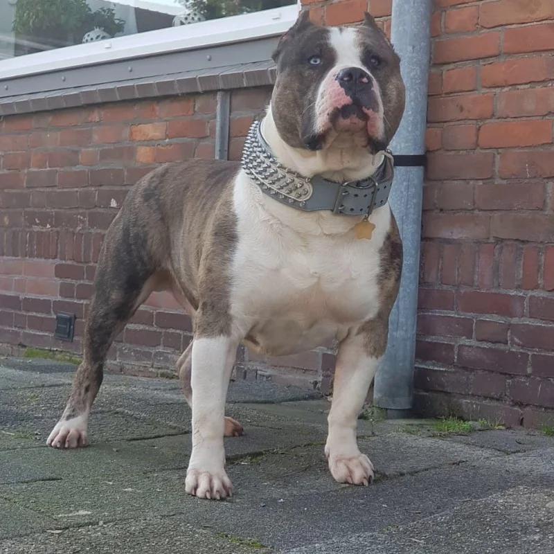 Dominus House Of Bullies King Kizar