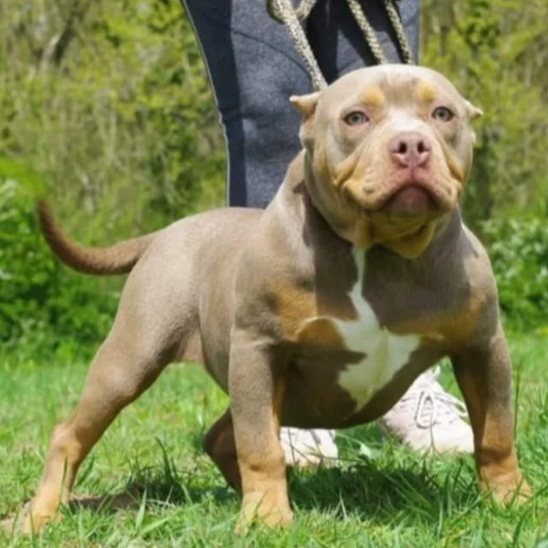 Phoenix Bully's Kennel Quinn