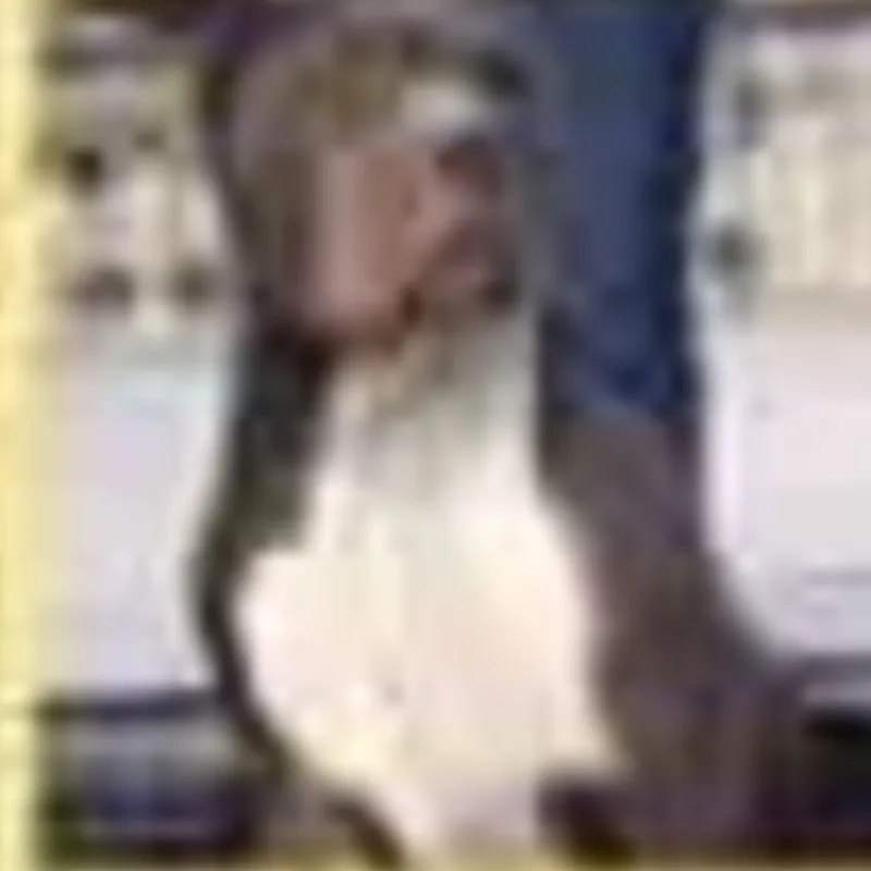 Bull Kennel Kyara