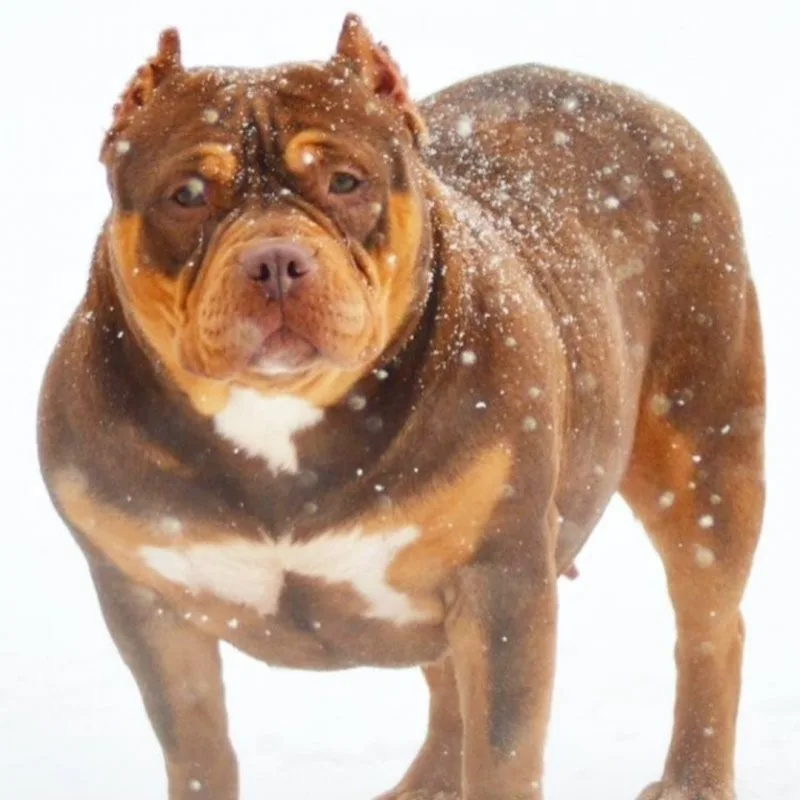 Bully Chronicle Nova
