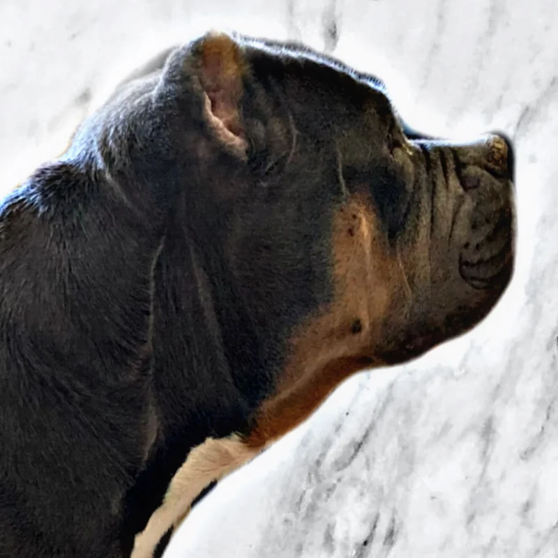 Asian Bully's Daemon, American Bully