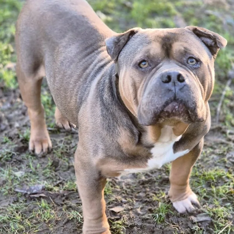 Bully Dog's Family Avatar
