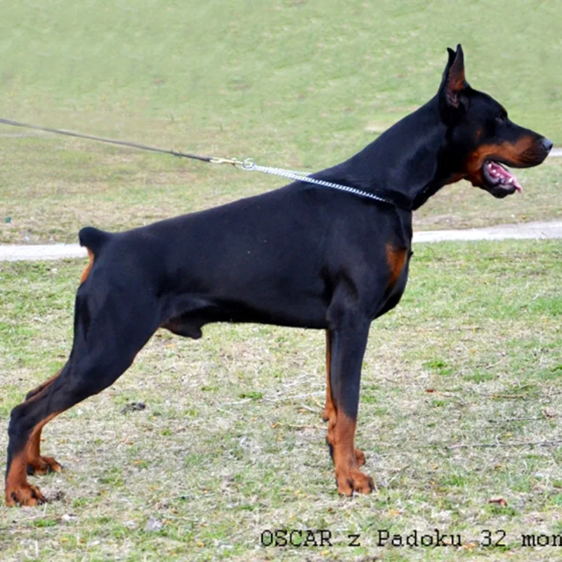 Oscar Z Padoku