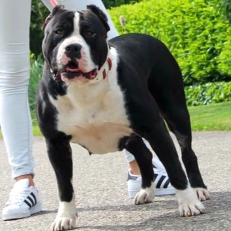 Alphadog's Blacky