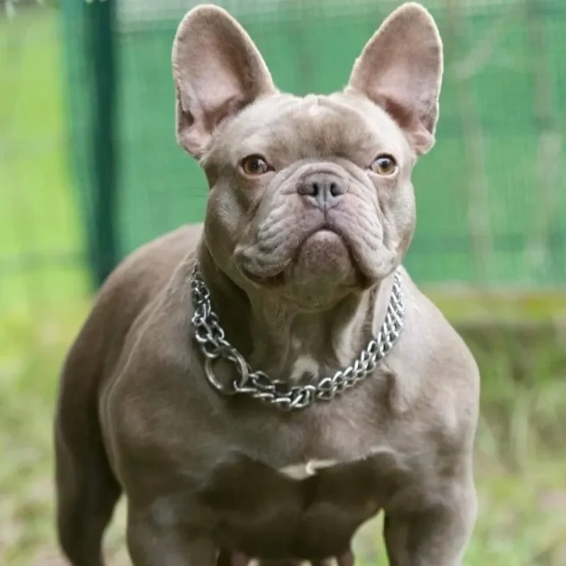 Précieuse Madinina French Bulldog