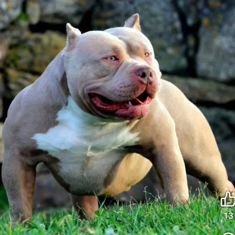 Ch Cabobullyz Gran Dali Of Vipeons