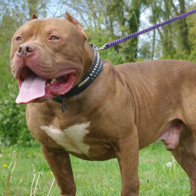 Tyson Du Bully Monster World